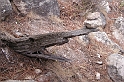 DSCN3539