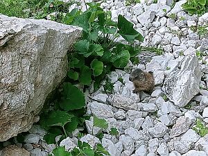 2025_07_13 Traumfänger